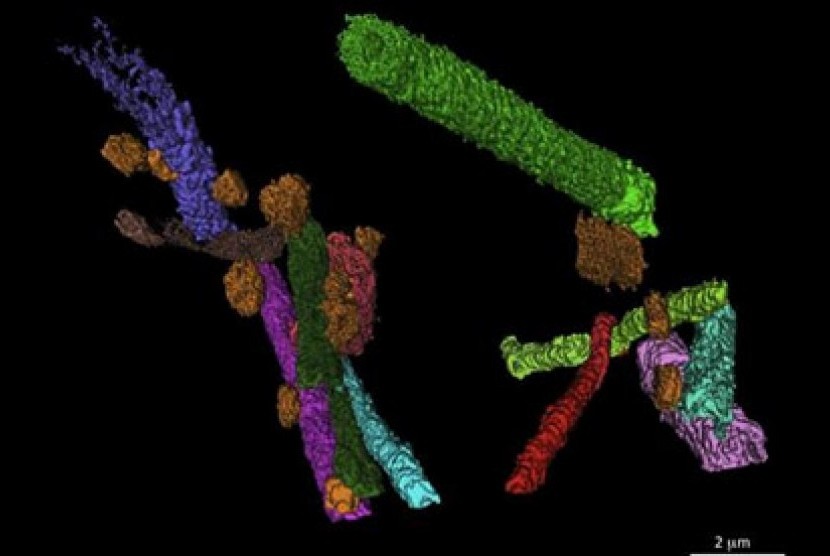 Rekonstruksi 3 dimensi (3D) dari fosil bakteri Gunflintia dimakan oleh bakteri heterotrophic (berwarna oranye).