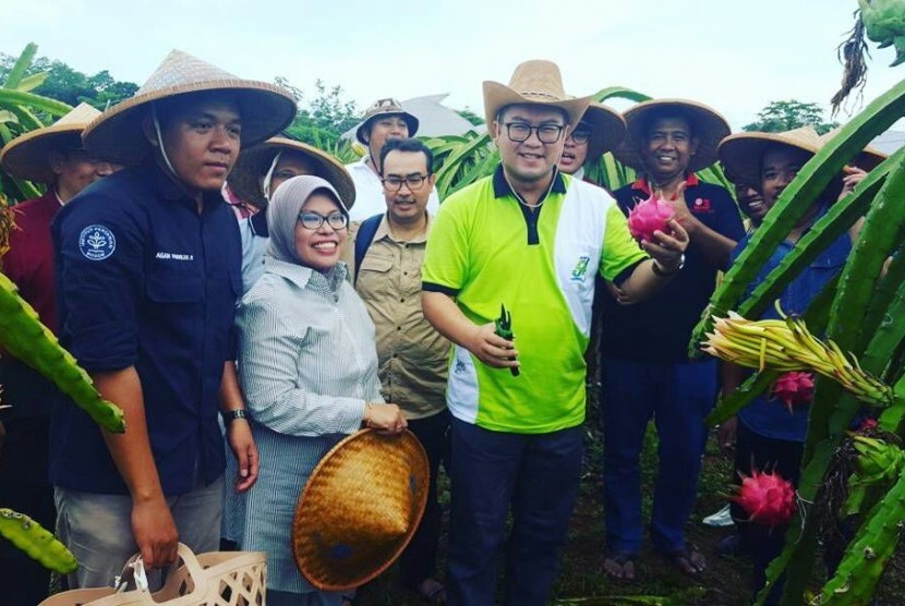 Rektor IPB Arif Satria ikut melakukan panen buah naga di Sabisa Farm. 