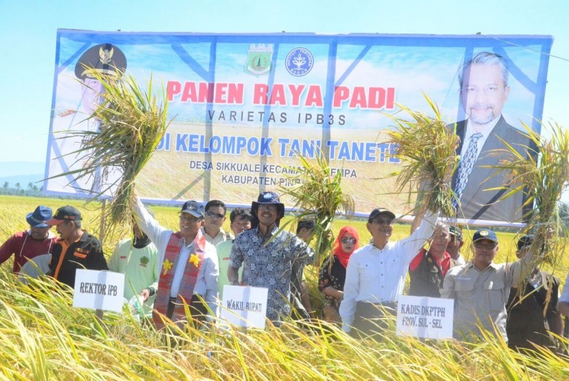 Rektor IPB Herry Suhardiyanto menghadiri panen raya padi IPB 3S di Kabupaten Pinrang, Sulawesi Selatan, Sabtu (9/9).