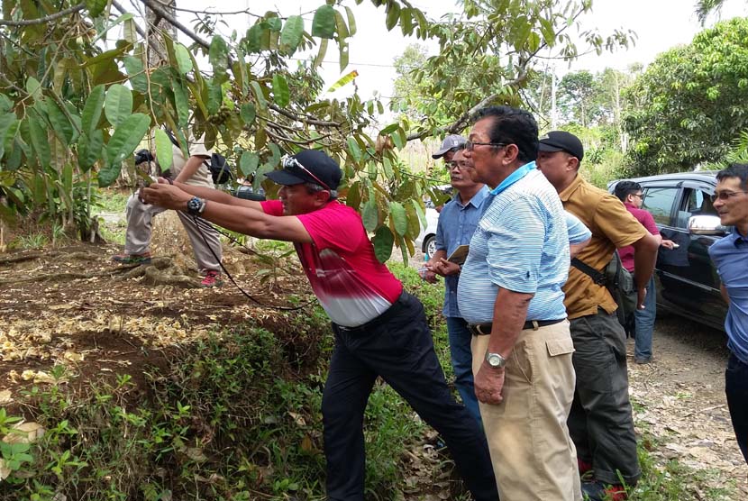Rektor UPM yang juga ahli durian Prof Dato' Mohd Fauzi Hj Ramlan meneliti daun tanaman durian di Sukabumi, Jawa Barat, Jumat (6/11).