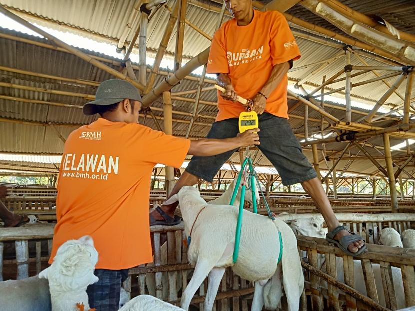 Relawan BMH menimbang hewan kurban  kambing yang dipelihara oleh peternak binaan lokal BMH di wilayah Jawa Timur..