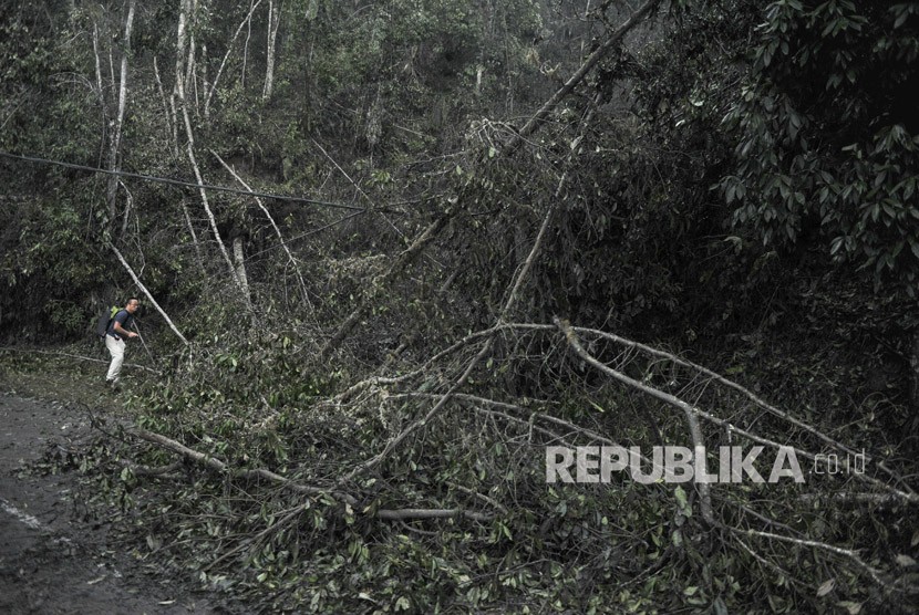 Relawan dari Bali Rumah Singgah Satwa berada di dekat pepohonan yang mati akibat abu vulkanis saat mencari hewan-hewan terdampak bencana Gunung Agung, di Sebudi, Karangasem, Bali, Ahad (3/12).