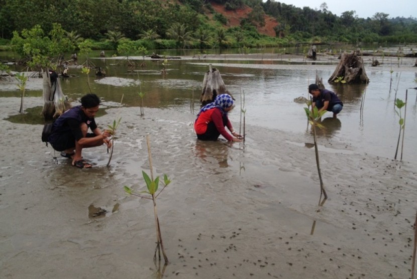 Relawan PMI dan masyarakat Gampong Baro Sayeung, Kecamatan Setia Bhakti, Aceh Jaya menamam bibit mangrove.