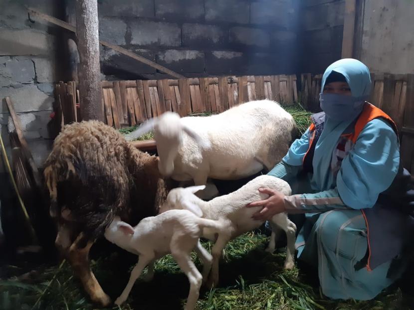Relawan Rumah Zakat Desa Berdaya Kalikajar melakukan kunjungan ke rumah penerima manfaaat ekonomi yaitu Jumadi yang beralamat di Kampung Ngadiwongso, Kalikajar. Relawan mendapatkan kabar gembira bahwa domba bantuan dari Rumah Zakat yang diterima Jumadi sudah beranak.