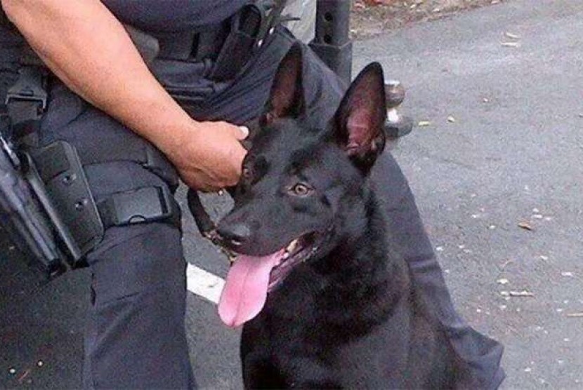 Renzo, anjing polisi Florida yang dipecat karena insiden penggigitan