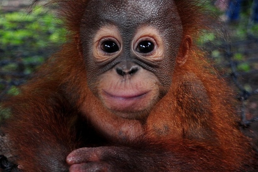 Orangutan (illustration)