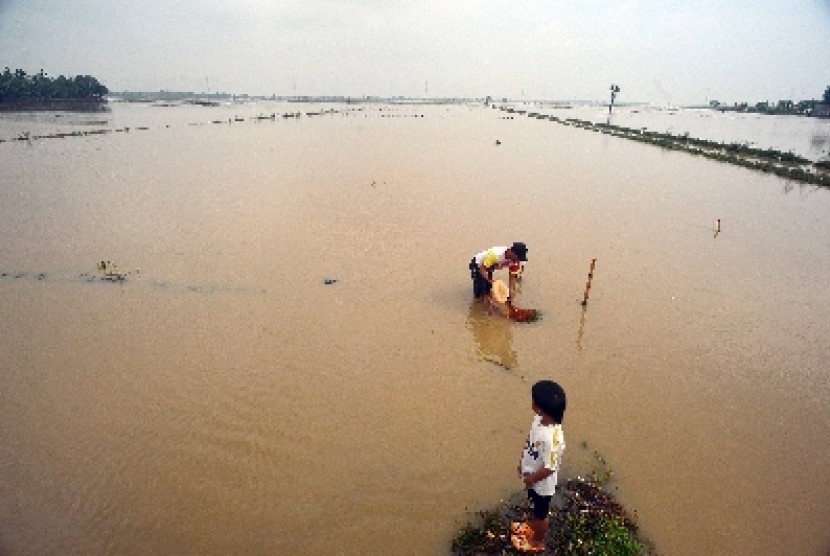 Residents try to catch fish in inundated rice field in Ciasem, West Java, recently. (file photo) 