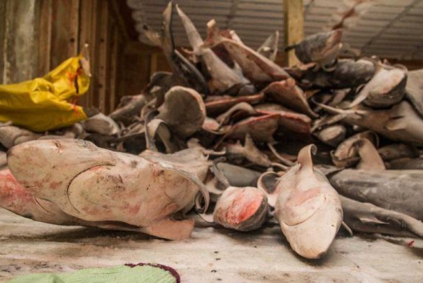 Ribuan hiu yang ditangkap kapal asal Cina.