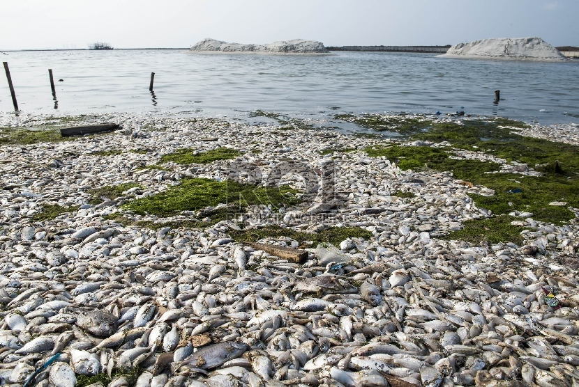 Ribuan Ikan Mati Di Pantai Ancol Diduga Karena Peningkatan
