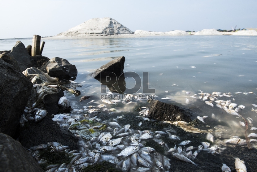 Ribuan ikan mati dan terapung di sepanjang Pantai Ancol, Jakarta Utara, Senin (30/11).ANTARA FOTO/M Agung Rajasa