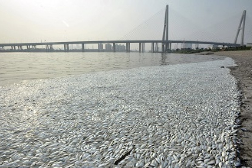 Ribuan ikan mati di sungai Haihe, Tianjin