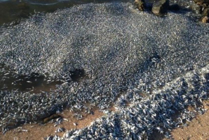 Jutaan ikan telah mati di tenggara Australia. Menurut pihak berwenang dan ilmuwan, jutaan ikan itu mati akibat banjir dan cuaca panas.