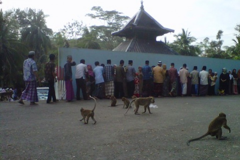Ribuan penganut Islam Aboge (Alif Rebo Wage) di Kabupaten Banyumas, Jawa Tengah, bersilahturahim di tengah sejumlah kera yang asyik bermain. 