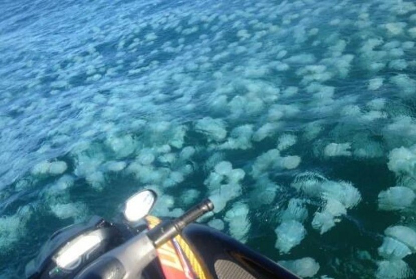 Ribuan ubur-ubur biru berenang di Perairan Coluum di Sunshine Coast, Queensland, Australia.