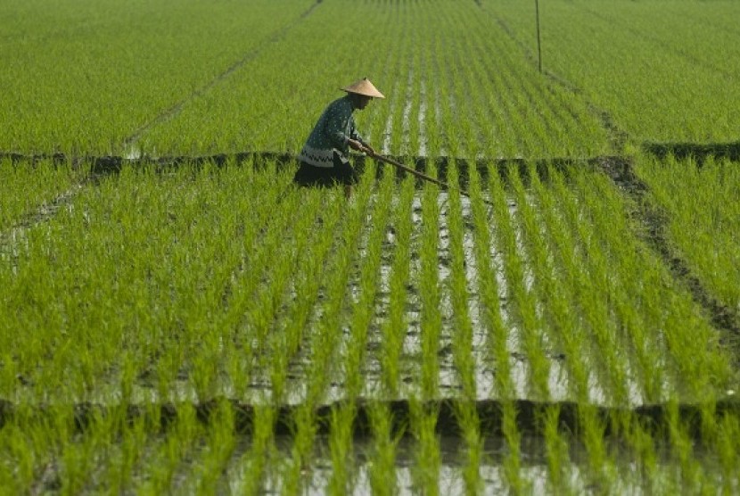 Rice field in Boyolali, Central Java (illustration)