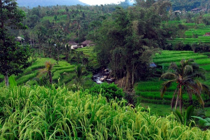 Rice field in Tabanan, Bali (illuatration)