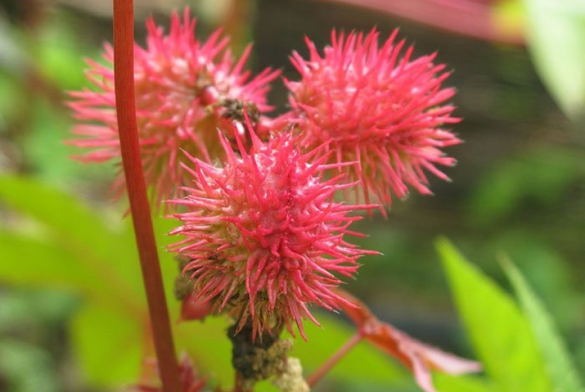 Ricinus communis.