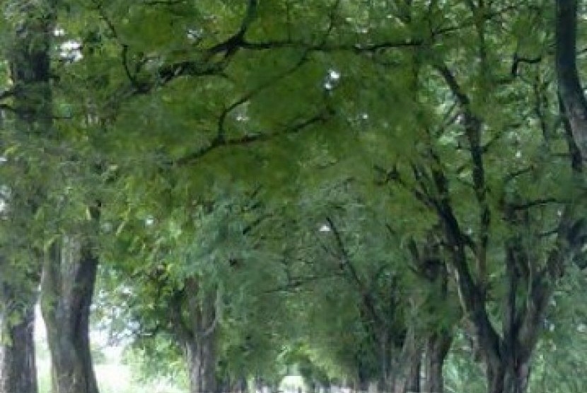 Rindangnya pepohonan yang menaungi jalan raya, ilustrasi