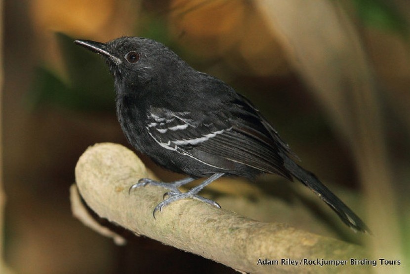 Rio Branco, salah satu spesies burung di Hutan Amazon yang kritis di ambang kepunahan