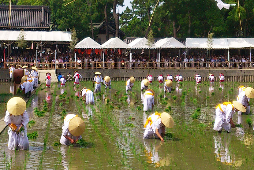 Mengintip Taue Ritual Menanam Padi Di Jepang Republika Online