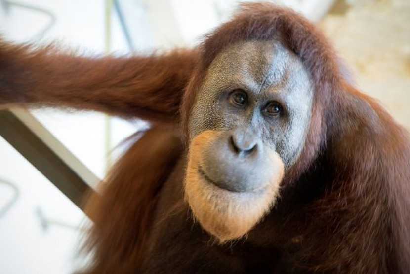 Rocky, orang utan yang bisa berbicara 