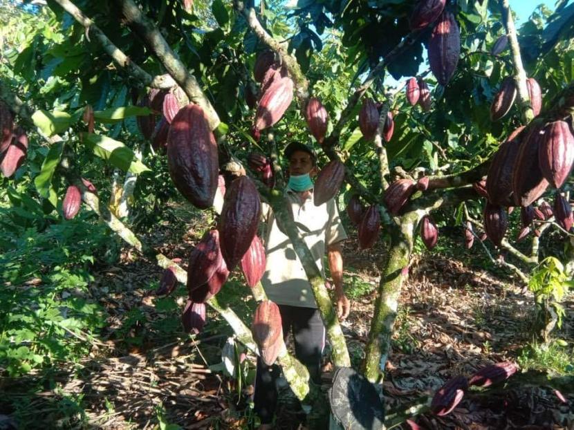 roduktivitas kakao di Desa Puudambuu, Kecamatan Angata, Kabupaten Konawe Selatan, Sulawesi Tenggara (Sultra) terus menunjukkan peningkatan.