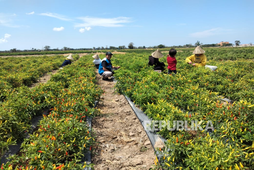 ROHIS Lintasarta bekerja sama dengan Rumah Zakat mendukung ketahanan pangan dan pemberdayaan petani lokal dengan penyaluran bantuan pupuk dan sarana pertanian kepada para petani.