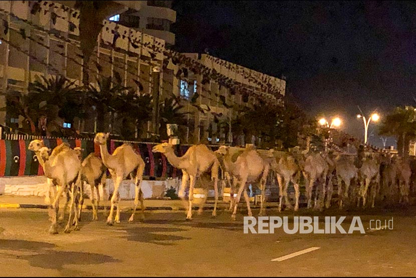 Rombongan unta berlarian di tengah kota Tripoli, Rabu (19/2) malam.