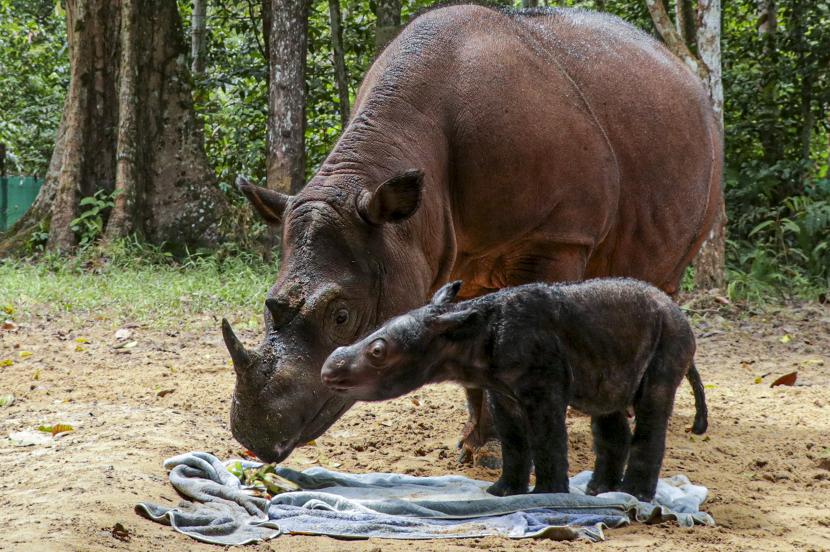 Rosa, seekor induk badak Sumatera (Dicerorhinus sumatrensis) menemani anaknya berjenis kelamin betina yang baru berusia beberapa hari di Suaka Rhino Sumatera, Taman Nasional Way Kambas (SRS TNWK), Lampung Timur, Lampung, Senin (28/3/2022). Hari Badak Sedunia diperingati tiap 22 September.