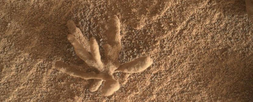 Rover Curiosity mengambil foto yang terlihat seperti bunga kecil mungil atau bahkan beberapa jenis fitur organik di Mars.