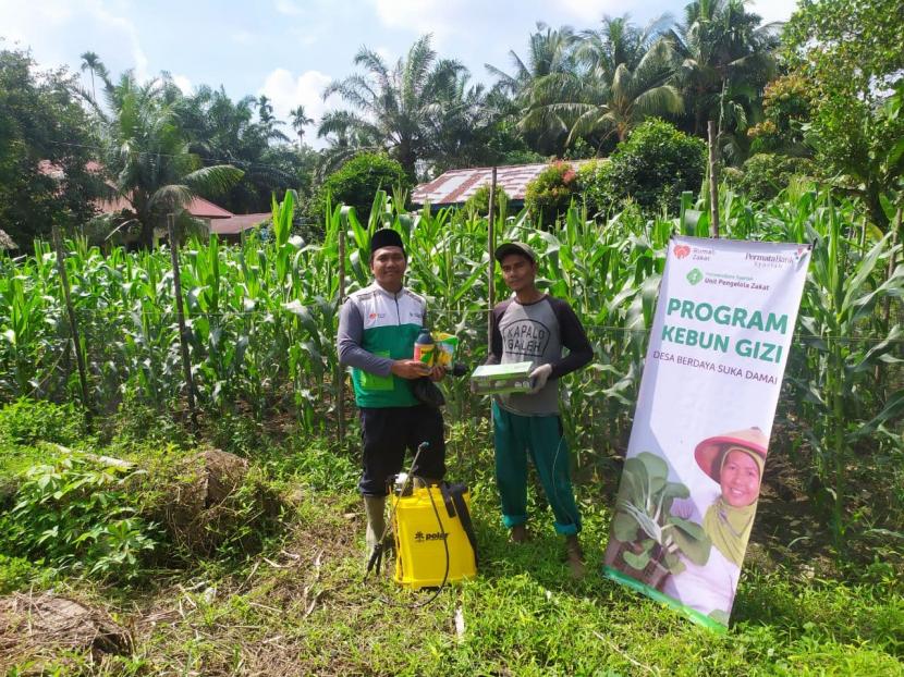 Rumah Zakat dan UPZ PermataBank Syariah menyalurkan bantuan insektisida dosis tinggi, pupuk, kep polar dan sarana kebun lainnya untuk merawat secara intensif dan maksimal agar hasil panen kebun gizi memuaskan. 