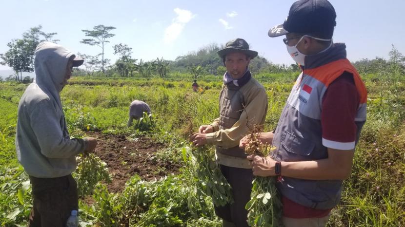  Rumah Zakat melakukan aksi beli kacang tanah di sawah petani. Fasilitator Rumah Zakat turun langsung membantu panen kacang tanah yang berlangsung di Dusun Ngumpul, Desa Kedungumpul, Kecamatan Kandangan pada Kamis (1/10).