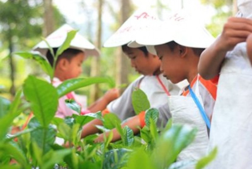 Rumah Zakat Mengajak Siswa TK Memetik Teh