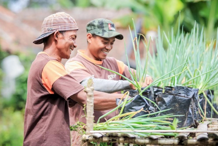 Rumah Zakat (RZ) menggulirkan program pengembangan bawang daun di Desa Cisaat, Kecamatan Ciater, Kabupaten Subang.