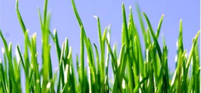 Gambar Rumput Grinting : Gambar : rumput, olahraga, bidang, permainan