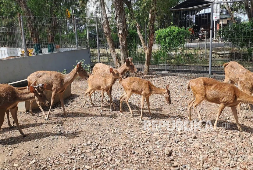 Rusa Timorensis di Taman Keanekaragaman Hayati (Taman Kehati) Indramayu. 