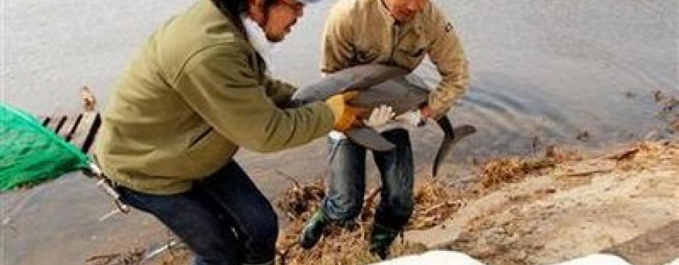 Ryo Taira (kanan) tengah menyelamatkan bayi lumba-lumba