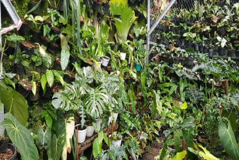 Saat ini di Desa Tamansari Bogor sudah terdapat lebih dari 10 CV yang bergerak dalam bisnis tanaman hias daun. Kementan sebut pelaku usaha Florikultura yang berorientasi ekspor didominasi milenial