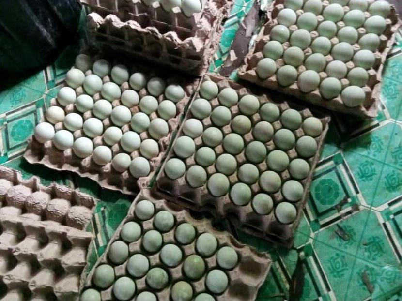 Saat ini, kelompok penerima manfaat di kawasan Food Estate Kalteng sudah menikmati hasil dari budidaya ternak itik. Rata-rata produksi telurnya sudah mencapai 200 sampai 370 butir per hari dari 500 ekor induk dengan umur berkisar tujuh sampai delapan bulan.
