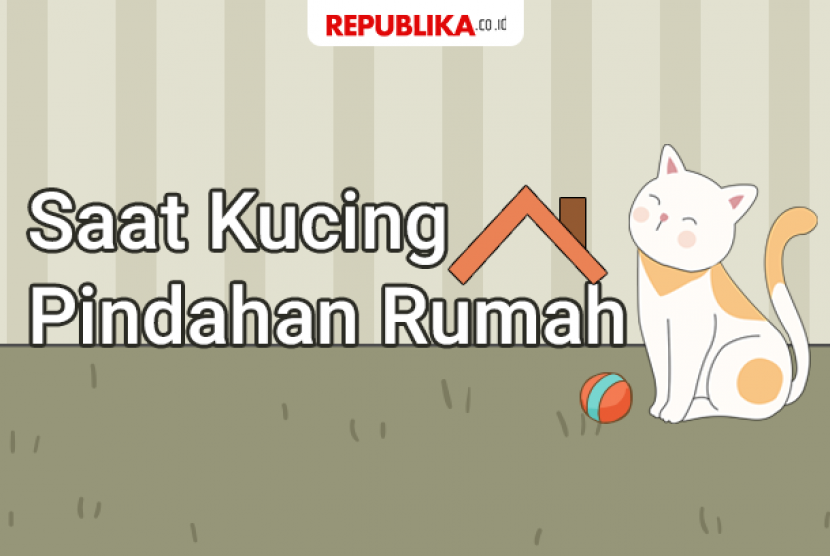 Saat kucing pindah rumah