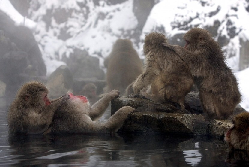 Saat musim dingin sekelompok monyet di Jigokodani di Nagano, Jepang, akan merendam diri di onsen atau pemandian air panas alami untuk mengusir dingin kala salju.