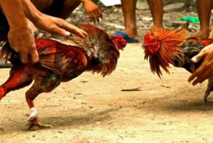 Polisi Tutup Arena Judi Sabung Ayam di Perkebunan Sawit | Republika Online
