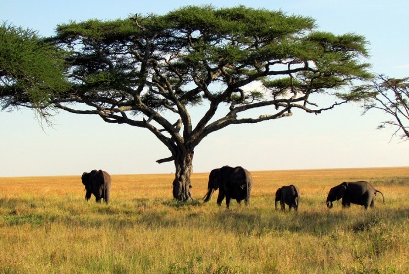 Gajah Afrika Terancam Punah