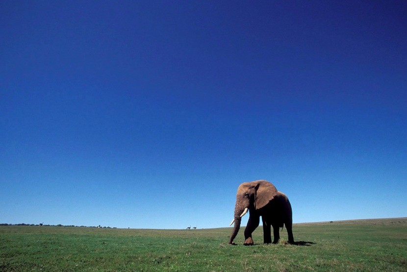 Gajah Afrika.