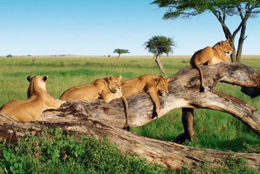 Safari singa di Taman Nasional Manyara, Tanzania.