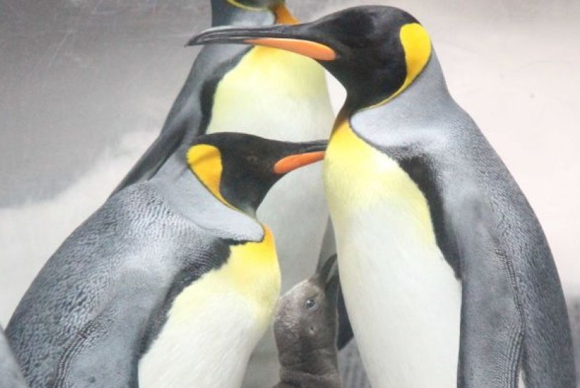 Salah satu anak penguin king sudah mulai keluar, dan dua telor penguin lain siap menetas.