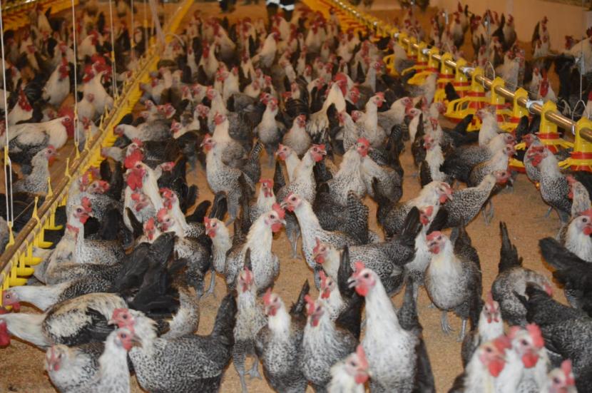 Salah satu ayam unggulan Indonesia dengan produksi telurnya yang tinggi adalah Ayam Sembawa. 