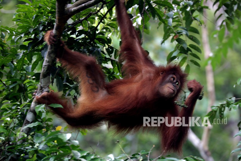 BKSDA Aceh Lepasliarkan Orang Utan di Cagar Alam Jantho.