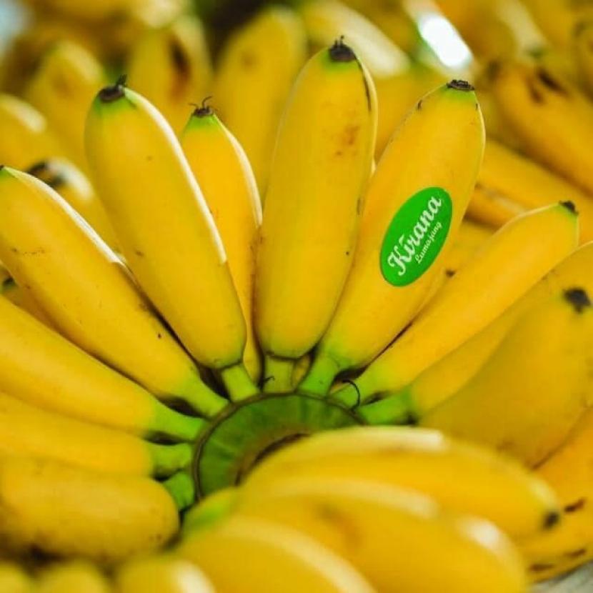 Salah satu komoditi hortikultura yang menjadi primadona di pasar domestik maupun prospektif dilirik pasar global adalah pisang mas kirana. 