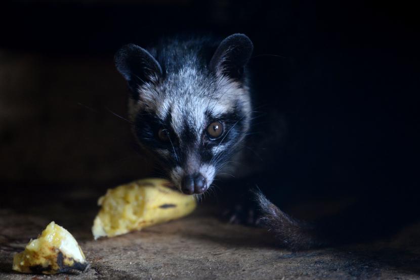 Salah satu Luwak (Musang Pandan) yang dipelihara oleh PT Sulotco Jaya Abadi di Bittuang, Tana Toraja, Sulawesi Selatan, Sabtu (7/11). 